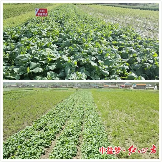 油菜施用茄子视频破解版缓释肥对比试验图