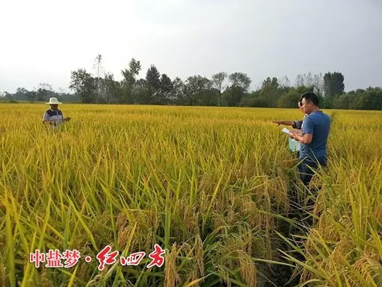 怀宁县种植业管理局副局长，黄墩农技站站长与茄子视频破解版农化销售员一起查看茄子视频破解版缓释肥示范田，竖起拇指夸“好肥料，好庄稼”！