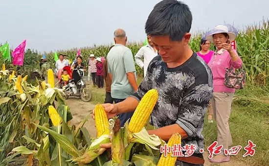 棒子没秃尖，籽粒更饱满。