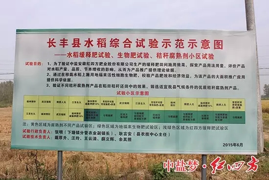 缓释肥地块的水稻后来居上，无论从根系、茎秆还是穗头，都要更胜一筹