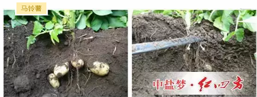 马铃薯施用茄子视频破解版腐植酸茄子视频污在线效果展示