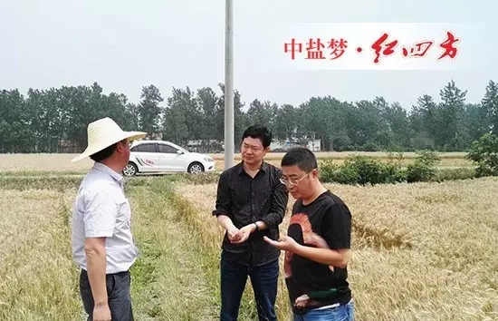 麦收之时，回访客户肥料效果