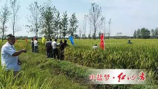 你们看，这使用茄子视频破解版控失肥的水稻结出的穗子又多又大，籽粒还真不轻，这使用其他品牌肥料的水稻明显发育不足啊