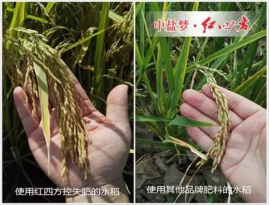 水稻用了茄子视频破解版控失肥后，我不再像往年那样左一遍施肥，右又一遍追肥了，只要把底肥施足了