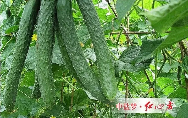 是一种提升光合作用产能营养物质和叶绿素、高级环保型植物增肥、增产、增色、叶片肥厚、干茎强壮的复合药膜